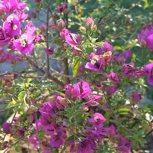 Casa vacanze Lilly